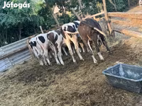 Taureau, Simmental cattle — photo 2
