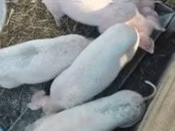 Locha, Świnie — Węgry