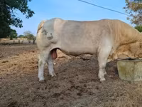 Bulle, Charolais cattle — Foto 3