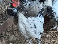 Chickens — fotografija 3