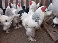 Brahma — Foto 1