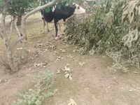 Krowa, Simmental cattle — zdjęcie 5