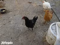 Chickens — Foto 1