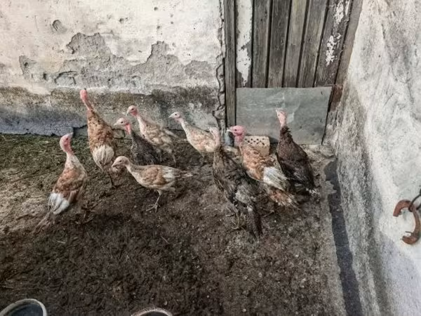 Turkeys — Венгрия