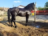 公马, Horses — 照片 5