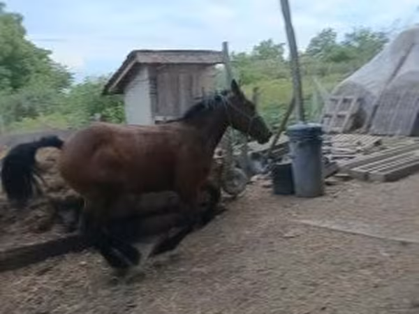Кінь, Коні