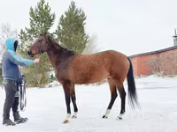 Toychoq, Akhal-Teke — 4-rasm