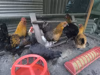 Chickens — fotografija 1