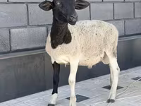 Ovan, Hissar sheep — fotografija 2