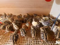Quails — फ़ोटो 8