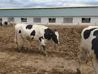 Krava, Russian Black pied cattle — fotografija 3