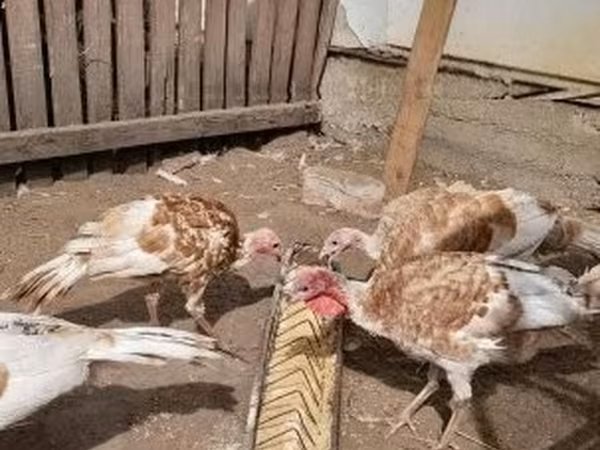 Turkeys