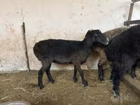 Ovca, Blackheaded Persian sheep — fotografija 2