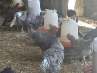 Turkeys — fotografija 3