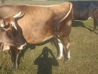 Krava, Simmental cattle — fotografija 1