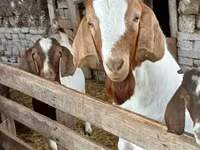 Cabro, Boer goat — foto 5