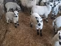 Qoʻchqor, Cerry Hill sheep — 4-rasm