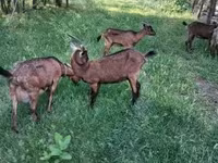 Keçi, Alpine goat — foto 3