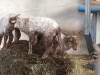Oveja, Racka sheep — foto 7