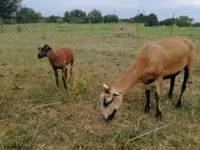 भेड़, Cameroon sheep — फ़ोटो 3