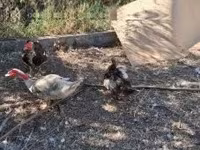 Ducks — zdjęcie 4