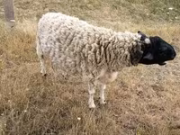 Widder, Dorper sheep — Foto 3