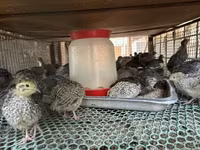 Quails — zdjęcie 2