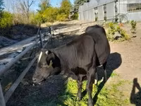Bulle, Aberdeen-Angus — Foto 3