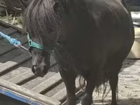 母马, Horses — 照片 1