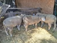 Carneiro, Ile-de-France sheep — foto 6