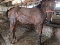 Kobila, Thoroughbred horse — fotografija 6