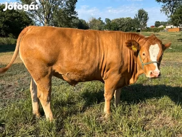 Vaca, Simmental cattle — Hungria