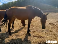 Kobila, Nonius horse — fotografija 5