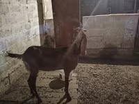 Chèvre, Beetal goats — photo 6