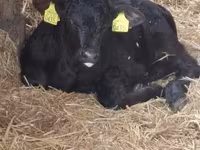 Bulle, Aberdeen-Angus — Foto 1
