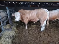 Bik, Blonde d’Aquitane cattle — fotografija 4
