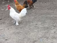 Chickens — fotografija 1