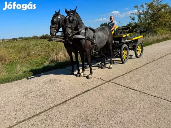 حصان, Lipizzaner