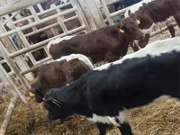 Bik, Simmental cattle — fotografija 5