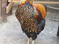 ワイアンドット — 写真 2