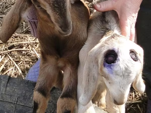 ヤギ（ロット、性別未指定）, ヤギ