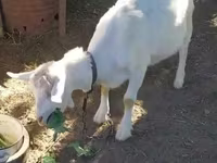 Koza, Saanen goat — fotografija 3