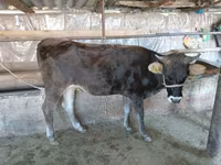 Krava, Russian Black pied cattle — fotografija 2