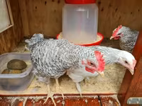 Japanski bantam — fotografija 2