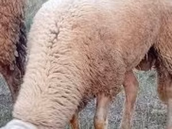 Carnero, Lacaune sheep
