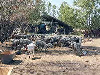 Bélier, Moutons — photo 1