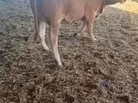 公牛, Limousin cow — 照片 5