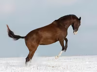 Kobila, Akhal-Teke — fotografija 4