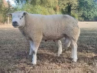 Qoç, Texel sheep — foto 1