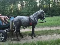 Koń, Konie — zdjęcie 3